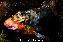 Parrot fish sleeping by Vittorio Durante 